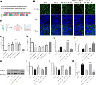 Relief Effects of Icariin on Inflammation-Induced Decrease of Tight Junctions in Intestinal Epithelial Cells